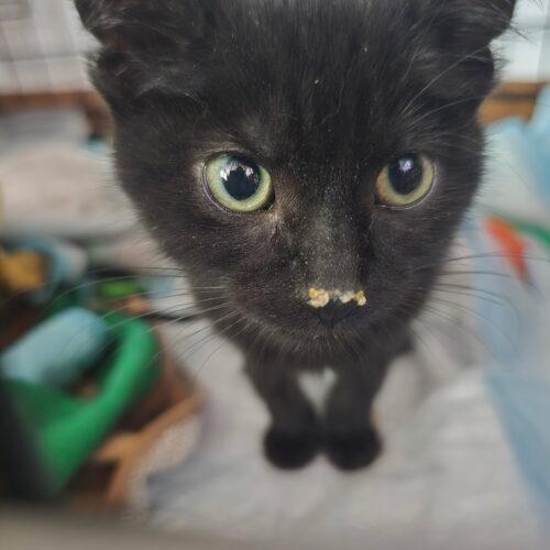 Enlarge Wilma, a Adoptable Domestic Short Hair in Canal Winchester, OH image 1/1