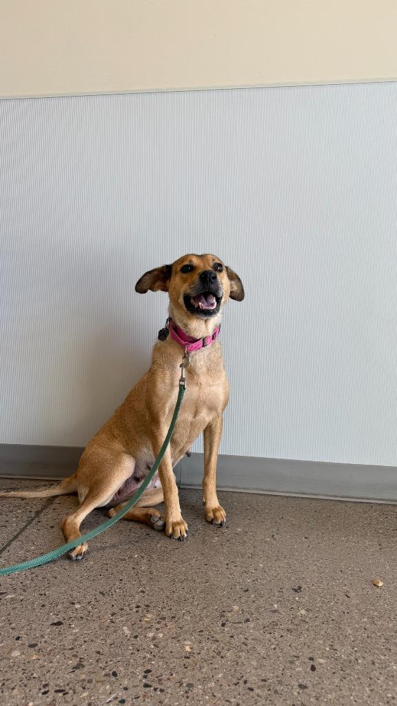 Enlarge Nokia, a Adoptable mixed breed in Phoenix, AZ image 2/6