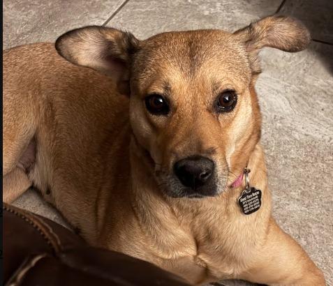 Enlarge Nokia, a Adoptable mixed breed in Phoenix, AZ image 3/6