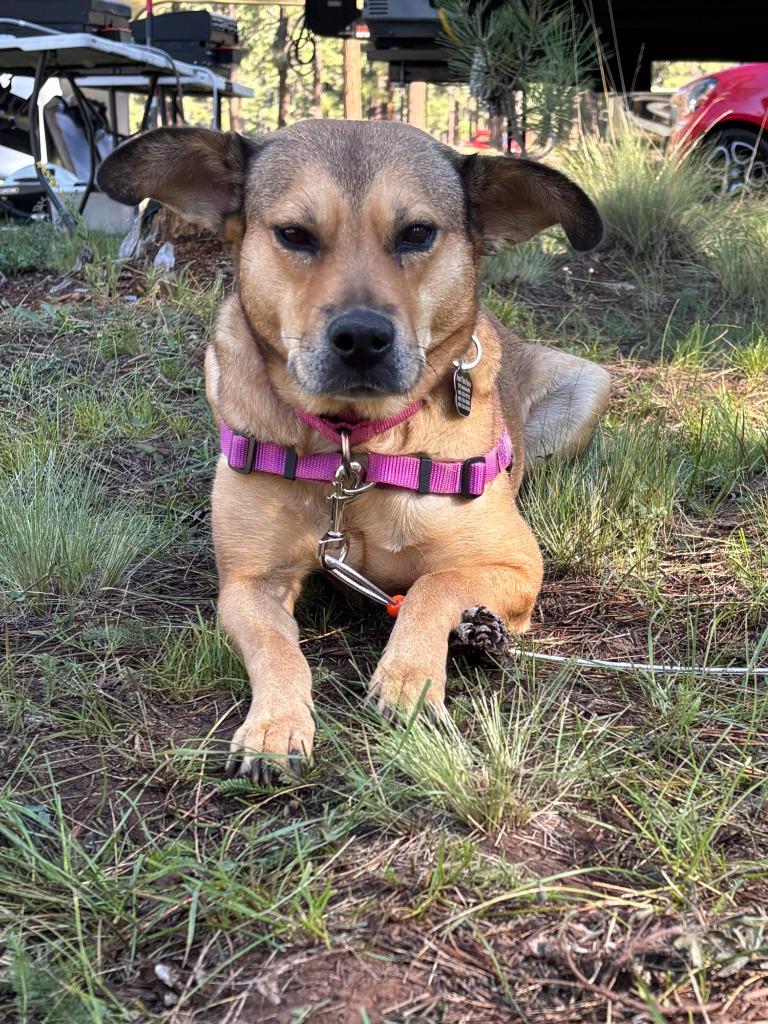 Enlarge Nokia, a Adoptable mixed breed in Phoenix, AZ image 4/6