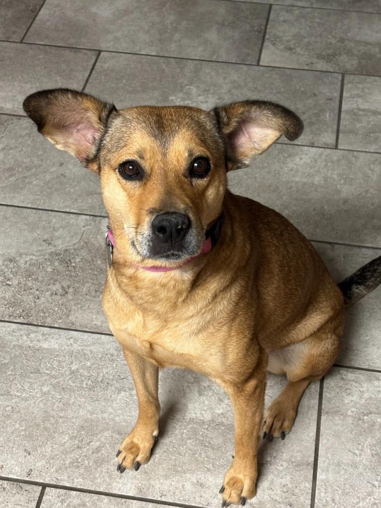 Enlarge Nokia, a Adoptable mixed breed in Phoenix, AZ image 5/6