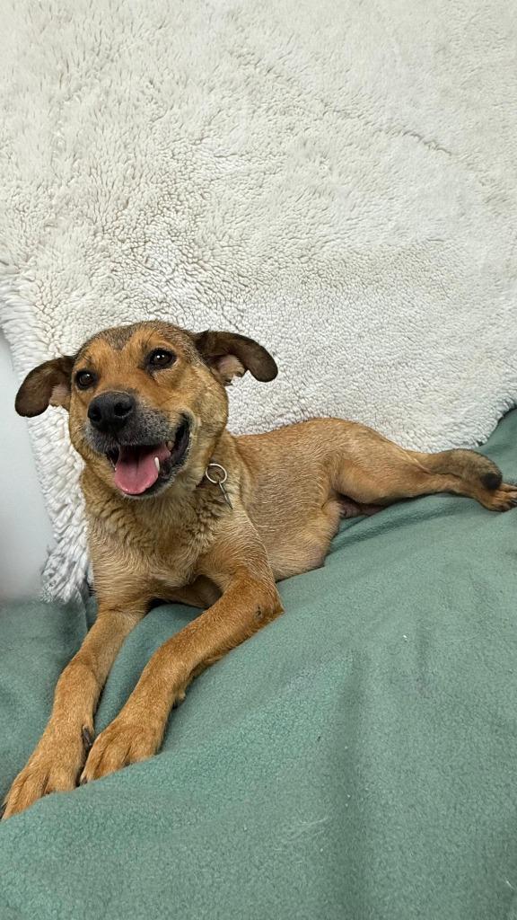 Enlarge Nokia, a Adoptable mixed breed in Phoenix, AZ image 6/6