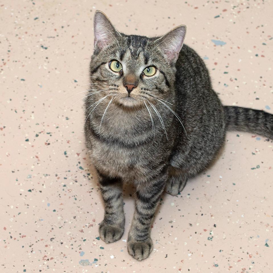 Enlarge Simba, a Adoptable Domestic Short Hair in Troy, OH image 1/3
