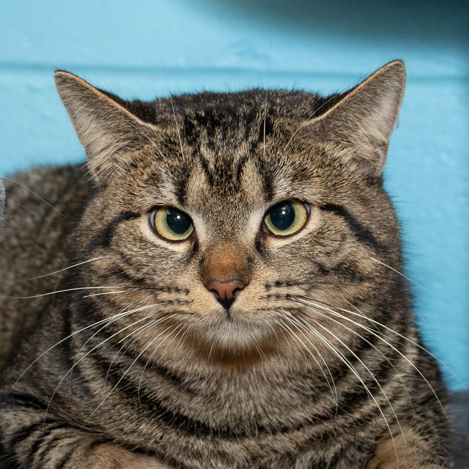 Enlarge Simba, a Adoptable Domestic Short Hair in Troy, OH image 1/2