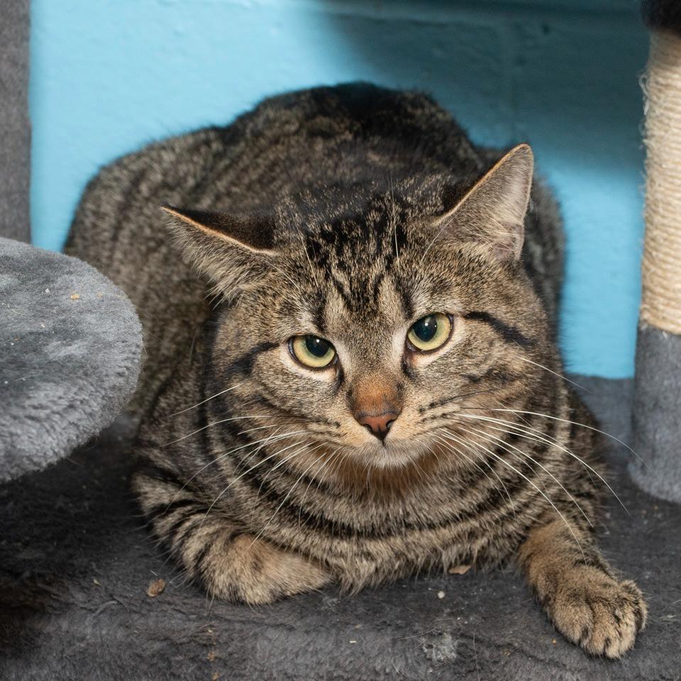 Enlarge Simba, a Adoptable Domestic Short Hair in Troy, OH image 2/2