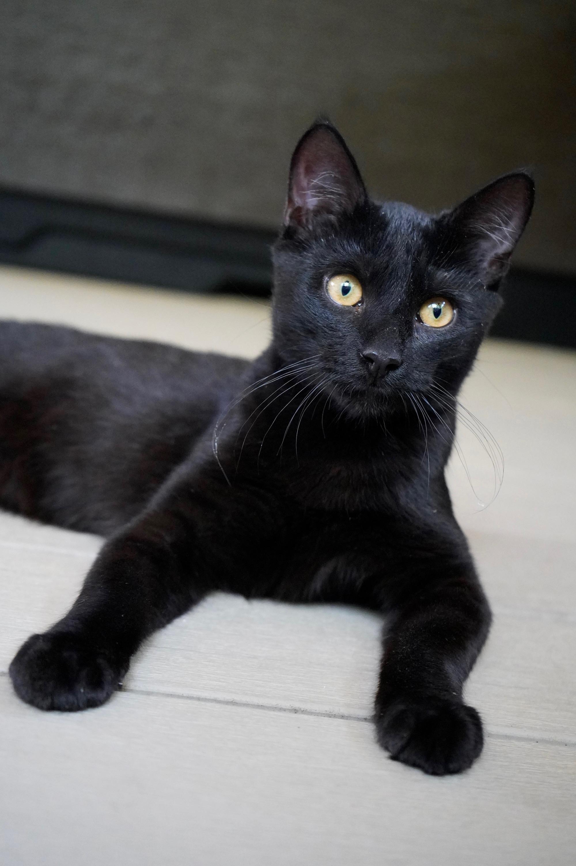 Enlarge Hatchet, a ADOPTABLE Domestic Short Hair in Hixson, TN image 2/6