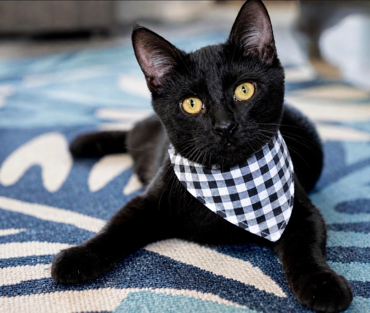 Hatchet, ADOPTABLE, Kitten Male Domestic Short Hair.