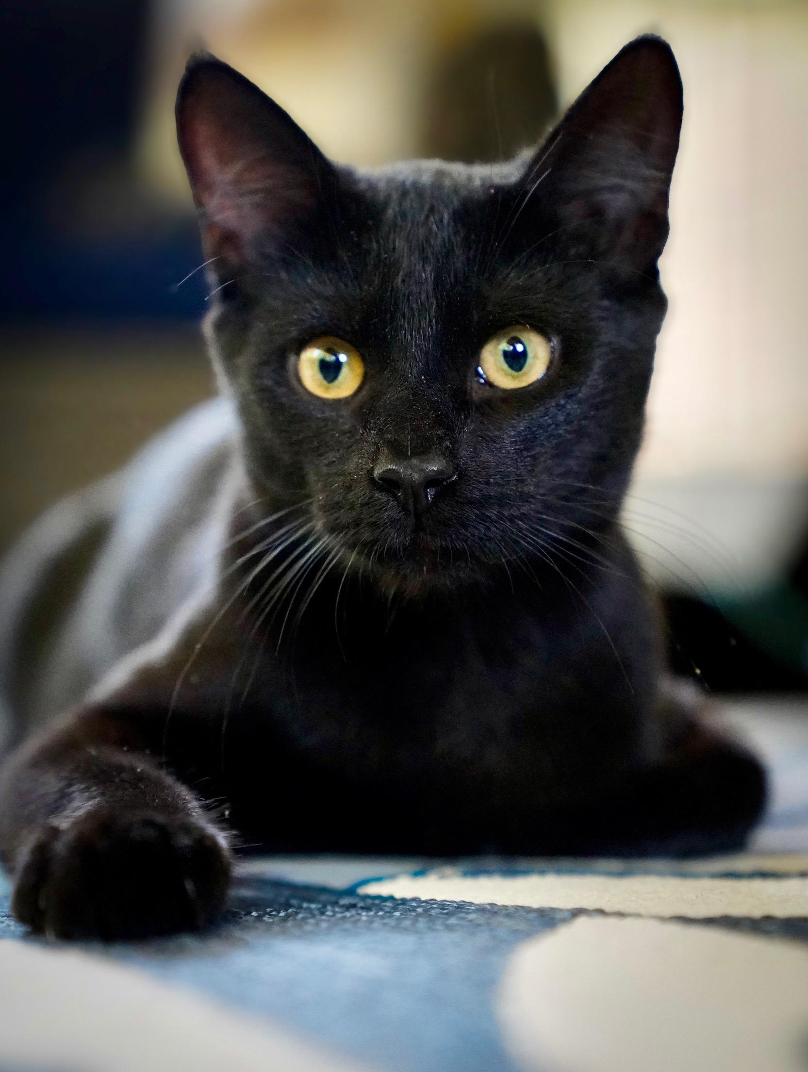 Enlarge Hatchet, a ADOPTABLE Domestic Short Hair in Hixson, TN image 5/6