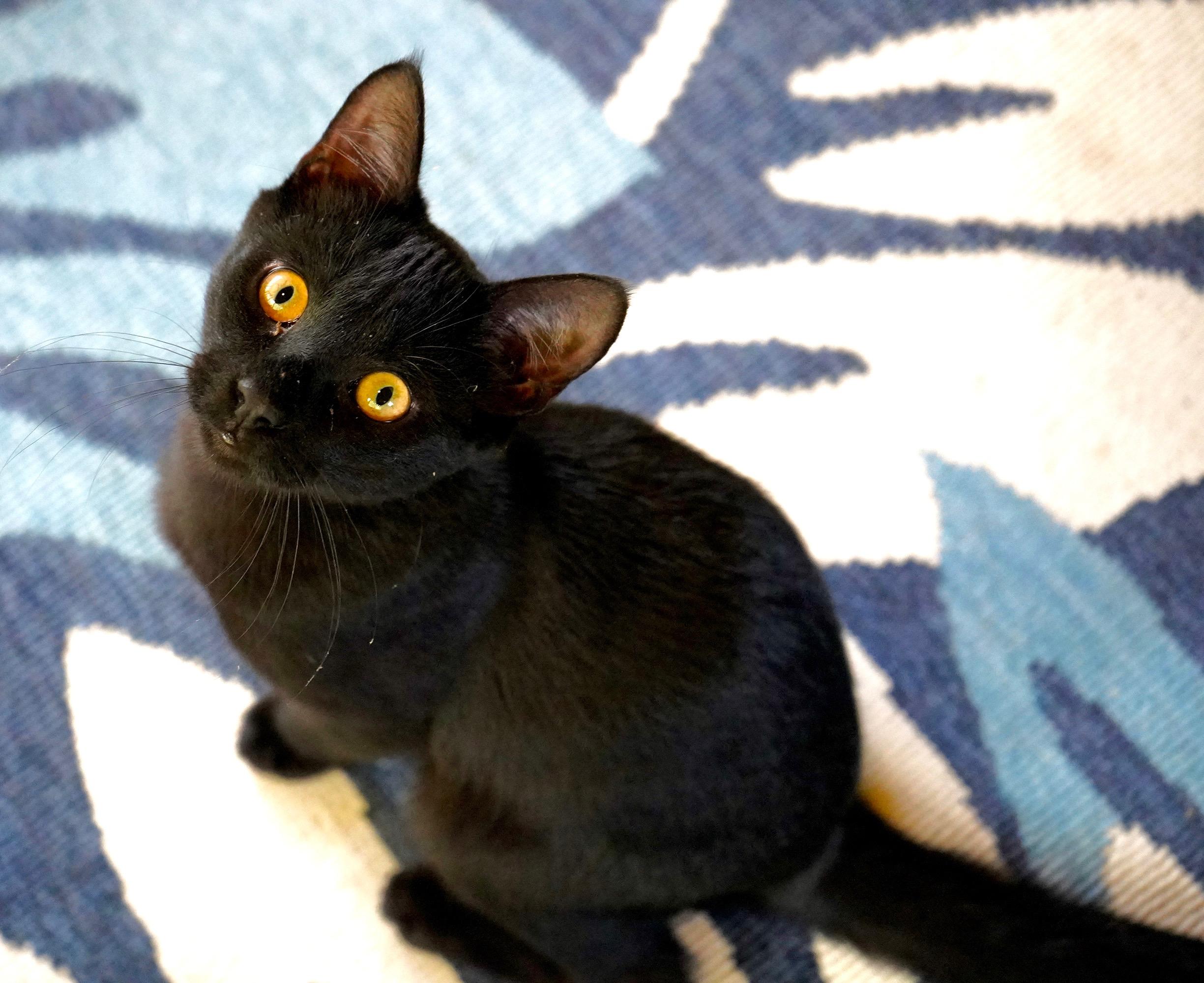 Enlarge Hatchet, a ADOPTABLE Domestic Short Hair in Hixson, TN image 3/6