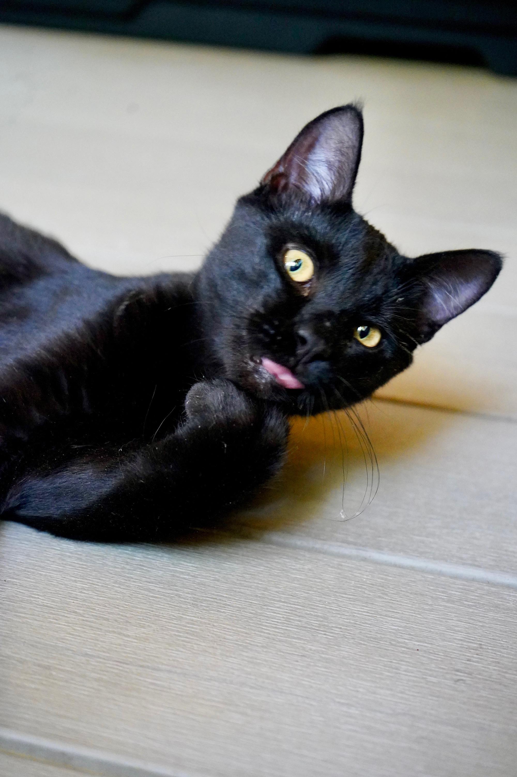 Enlarge Hatchet, a ADOPTABLE Domestic Short Hair in Hixson, TN image 6/6