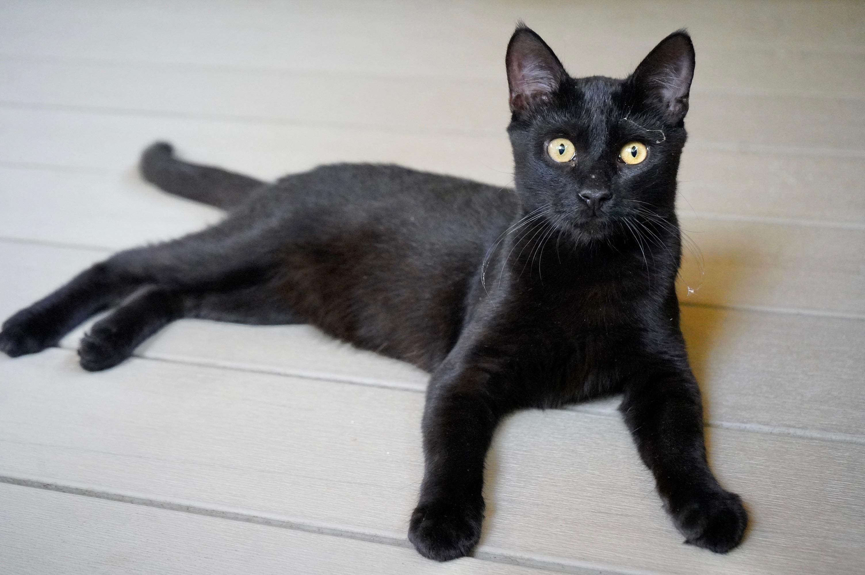 Enlarge Hatchet, a ADOPTABLE Domestic Short Hair in Hixson, TN image 4/6