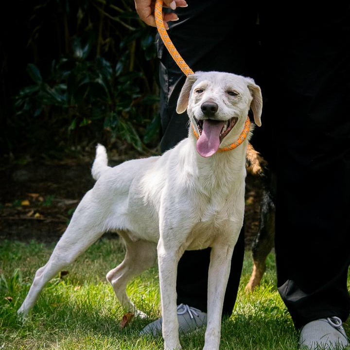 Enlarge Ben, a Adoptable mixed breed in Buffalo, NY image 5/6