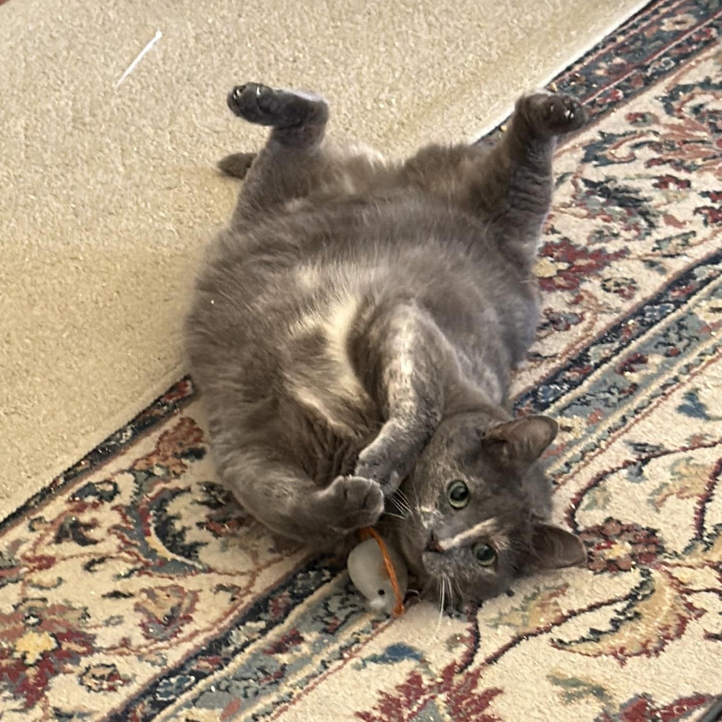 Enlarge Anara (playful / loves belly rubs/ affectionate), a Adoptable mixed breed in San Jose, CA image 2/2