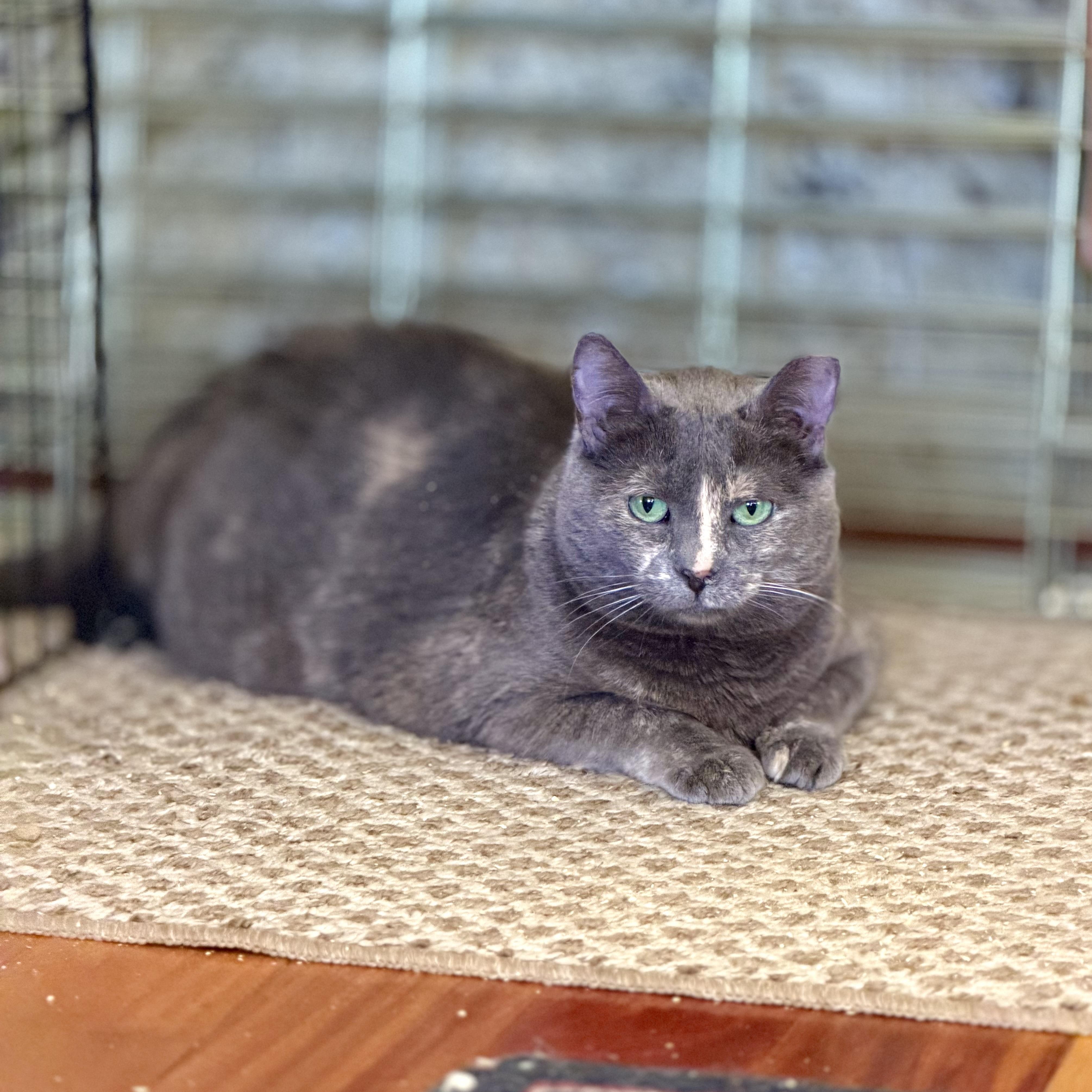 Anara (playful / loves belly rubs/ affectionate), Adoptable, Adult Female Dilute Tortoiseshell & Domestic Short Hair.