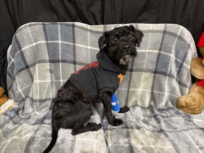 Ed, Adoptable, Young Male Dachshund & Mixed Breed.