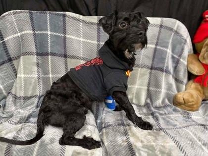 Enlarge Ed, a Adoptable mixed breed in McCook, NE image 2/3