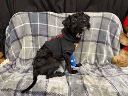 Enlarge Ed, a Adoptable mixed breed in McCook, NE image 3/3