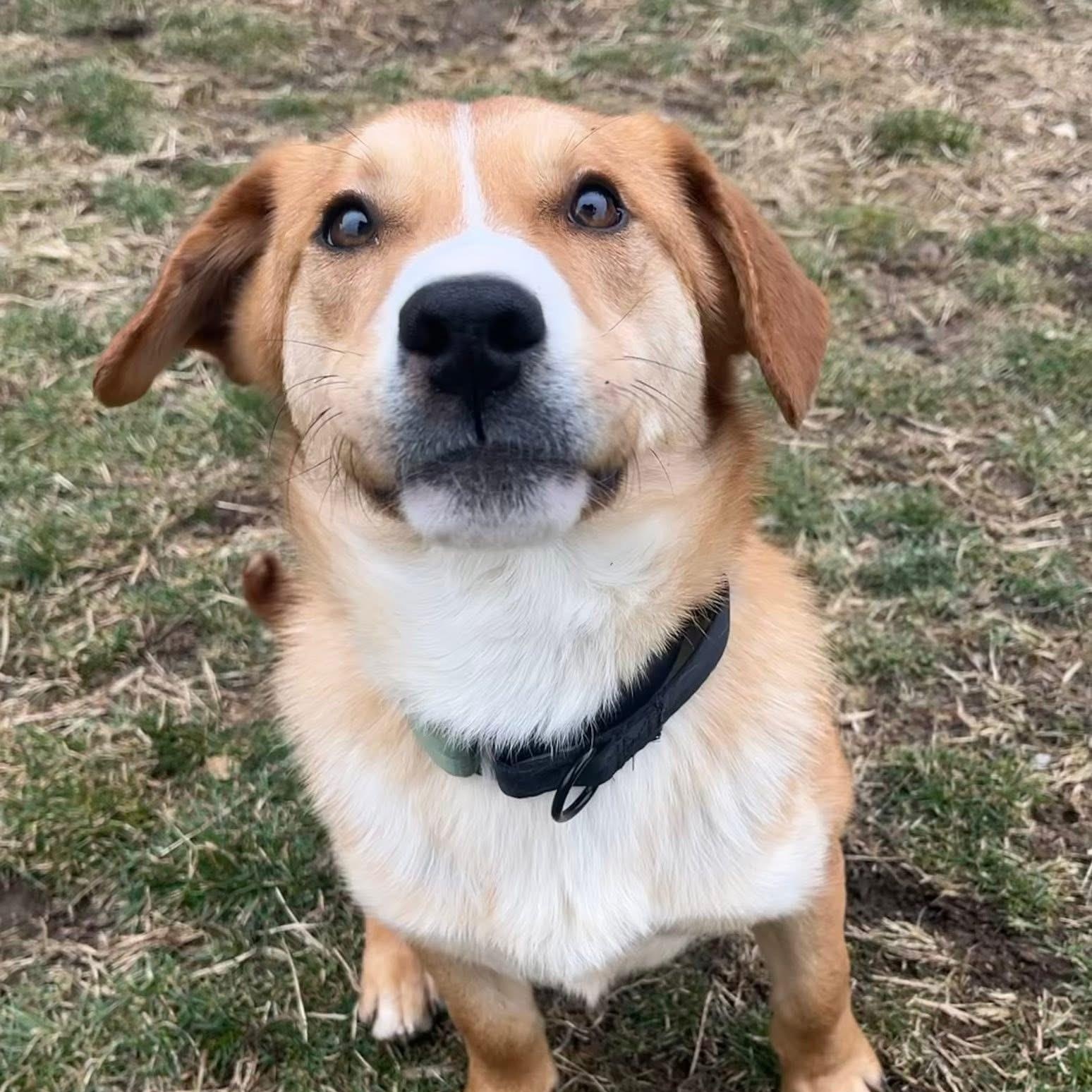 Cartman, ADOPTABLE, Young Male Golden Retriever & Corgi.