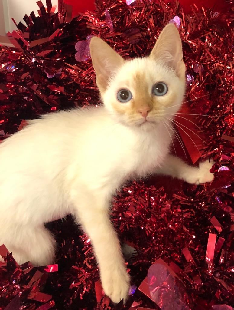 Enlarge 12/11/25 Pipsie, a Adopted mixed breed in Stillwater, OK image 1/1