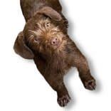 Ulani, adopted, Young Female Poodle.
