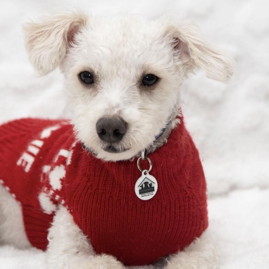 Enlarge Romeo , a ADOPTABLE mixed breed in Santa Monica, CA image 1/4