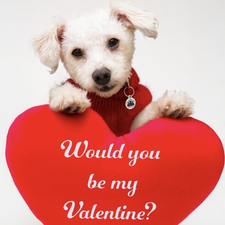 Enlarge Romeo , a ADOPTABLE mixed breed in Santa Monica, CA image 3/4