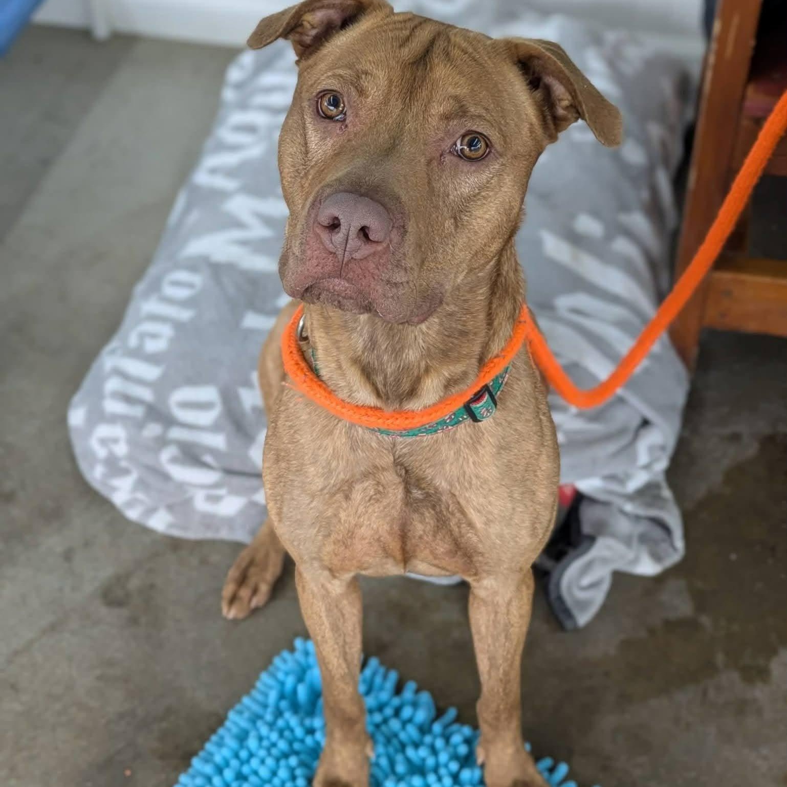 Trucks, ADOPTABLE, Young Male Terrier.