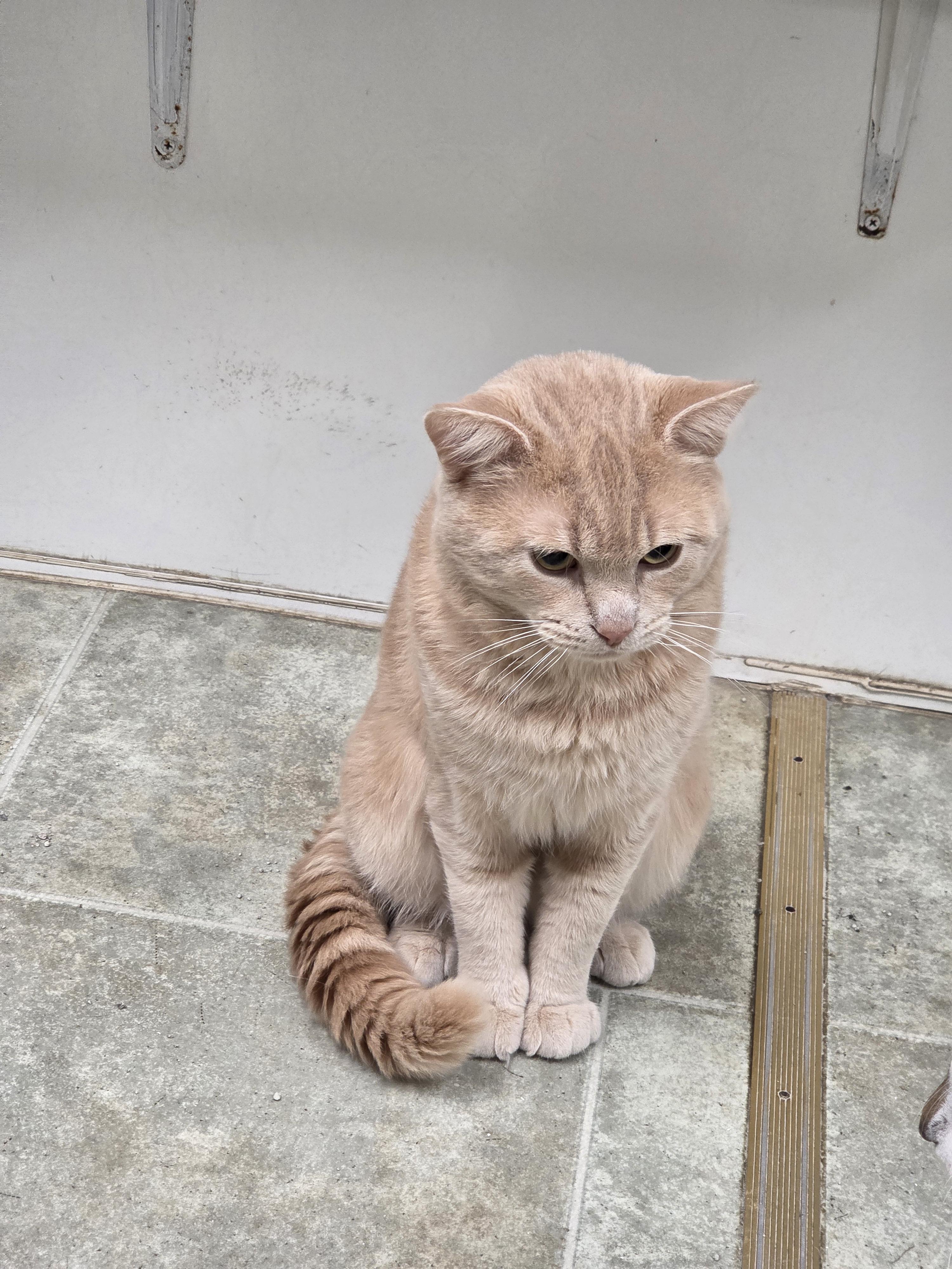 Enlarge Simba, a ADOPTABLE mixed breed in Carsonville, MI image 4/4