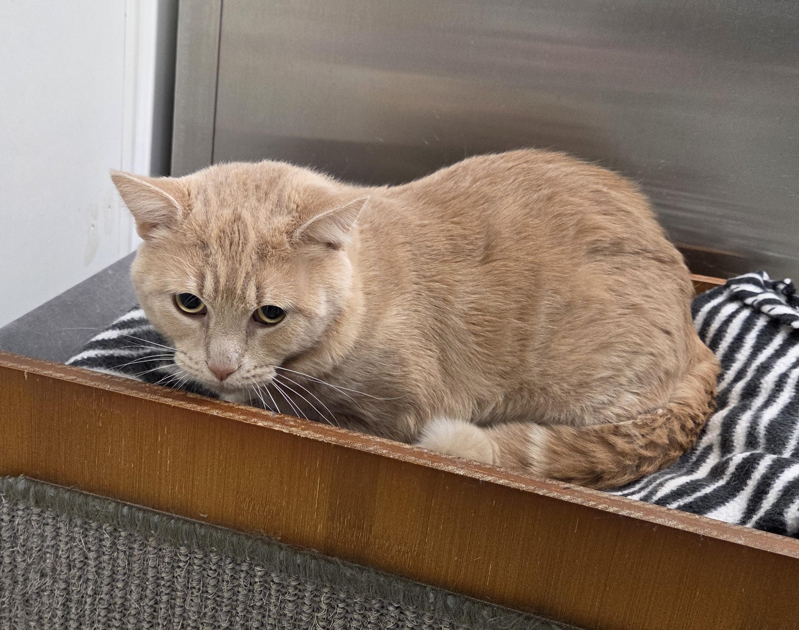 Enlarge Simba, a ADOPTABLE mixed breed in Carsonville, MI image 2/4