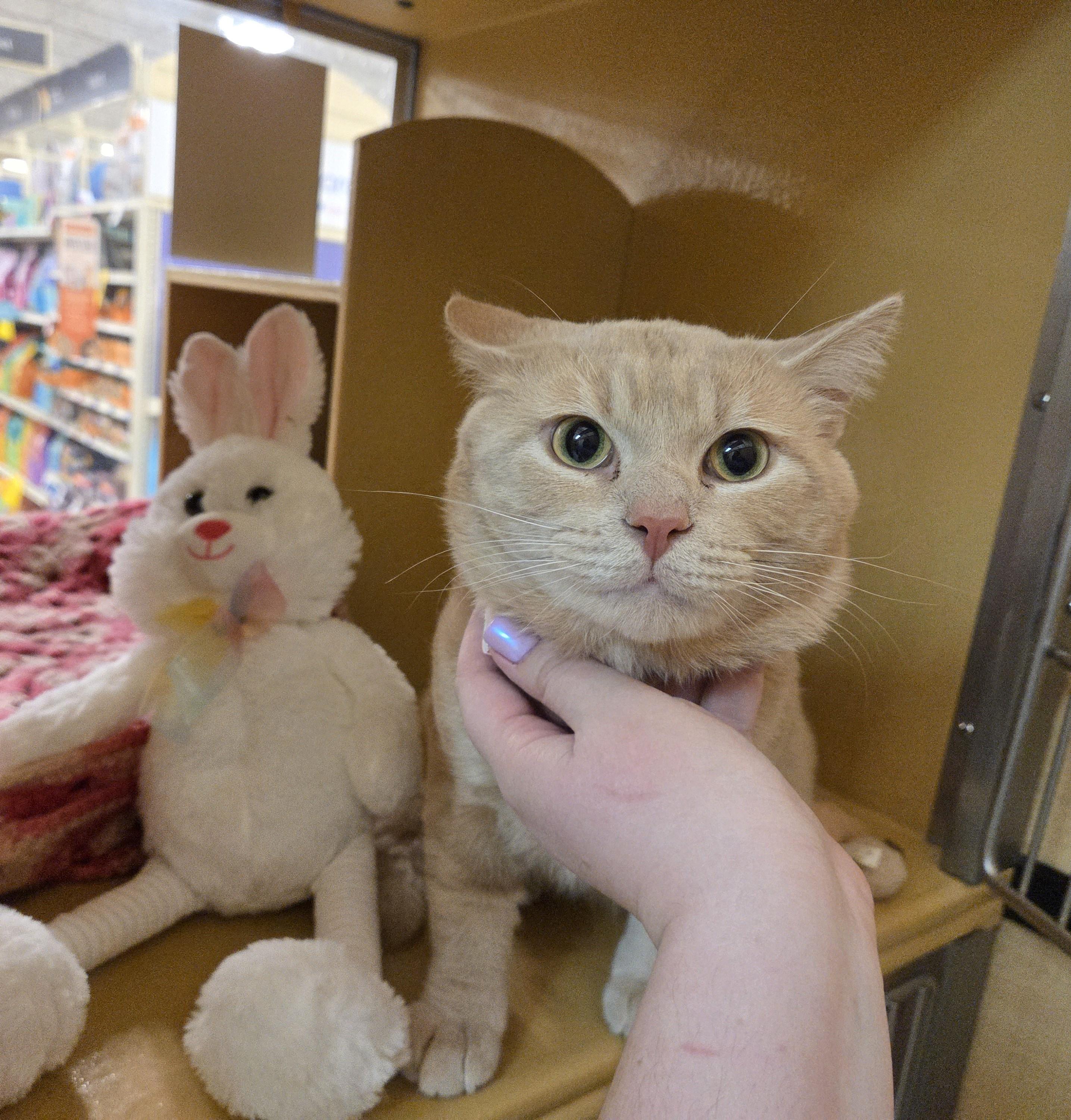 Enlarge Simba, a ADOPTABLE mixed breed in Carsonville, MI image 1/4