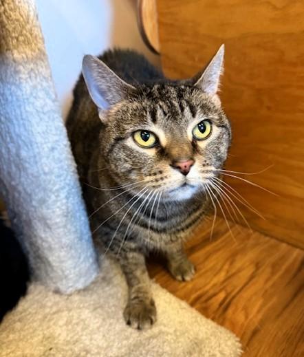 Chloe, ADOPTABLE, Adult Female Domestic Short Hair.