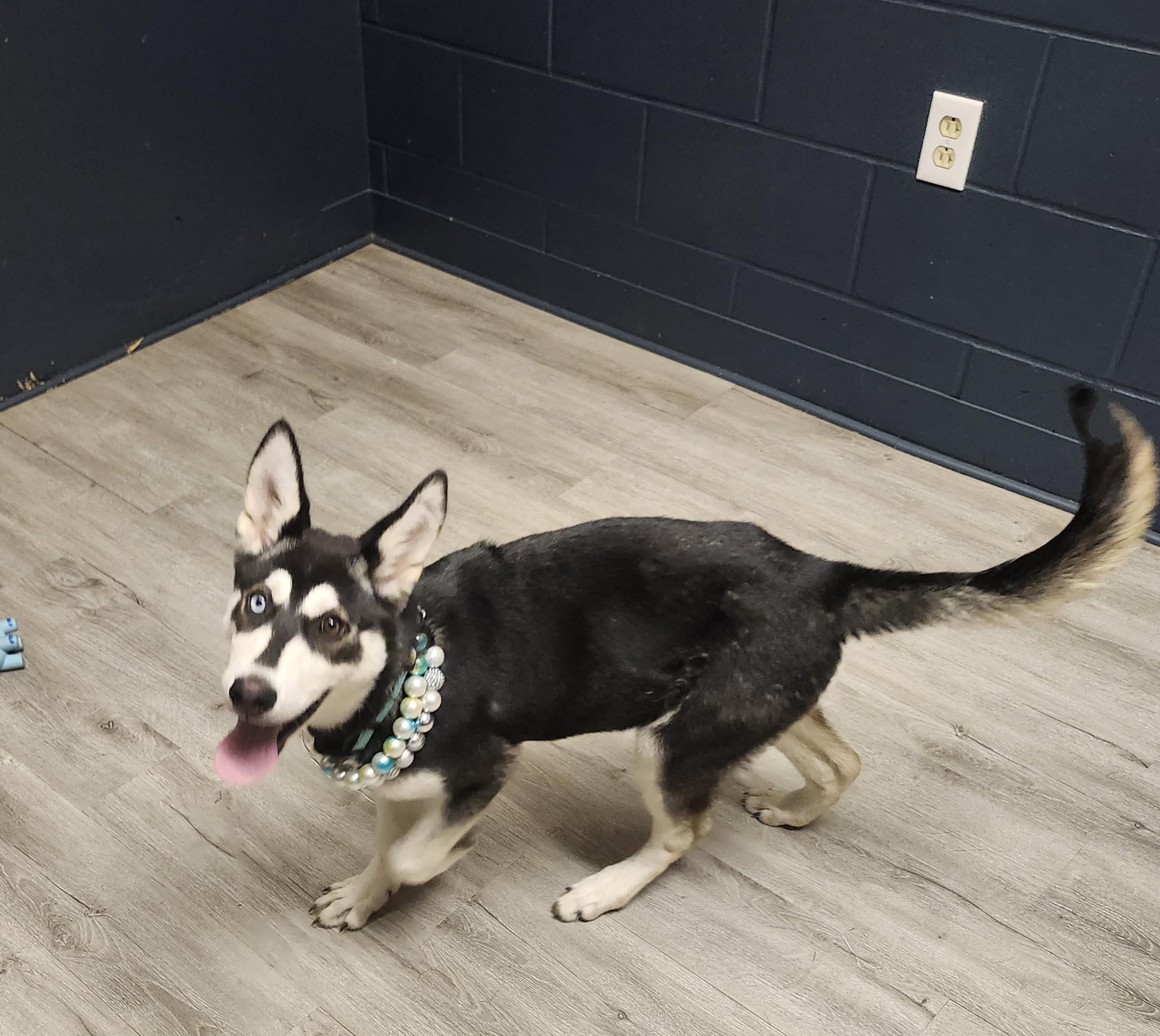 Enlarge Bambi, an adopted mixed breed in Mansfield, OH image 2/4