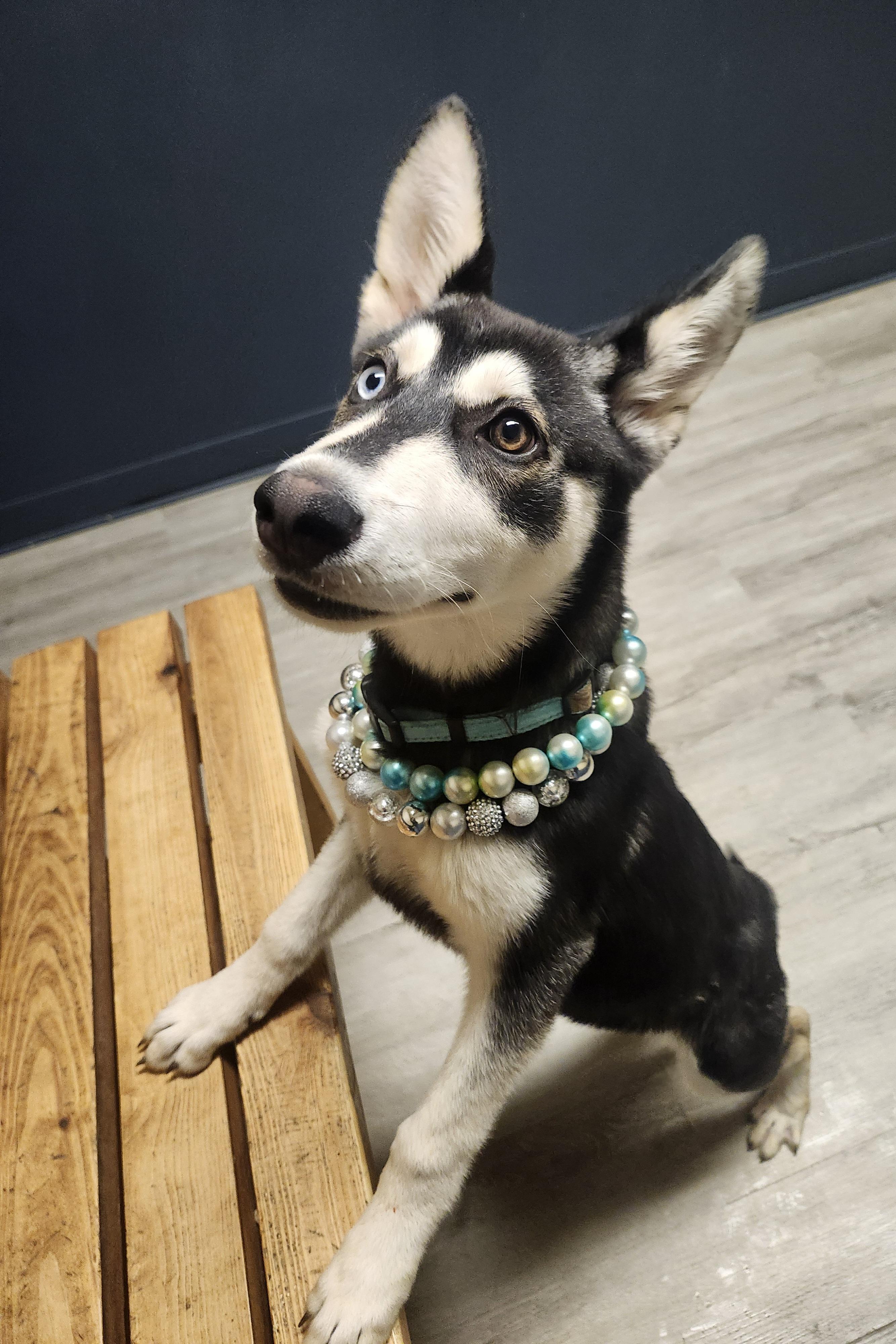 Enlarge Bambi, an adopted mixed breed in Mansfield, OH image 3/4