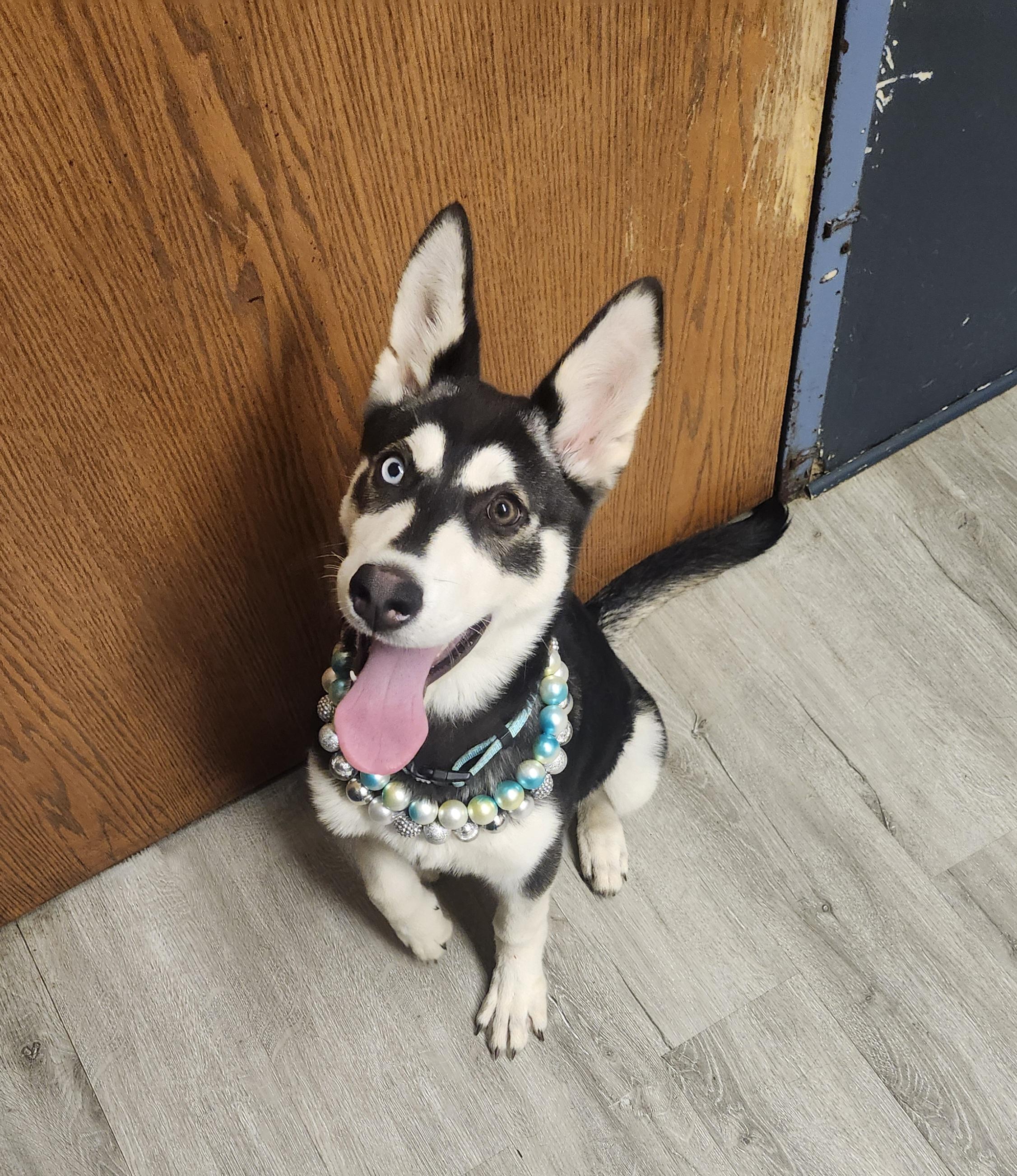 Enlarge Bambi, an adopted mixed breed in Mansfield, OH image 1/4