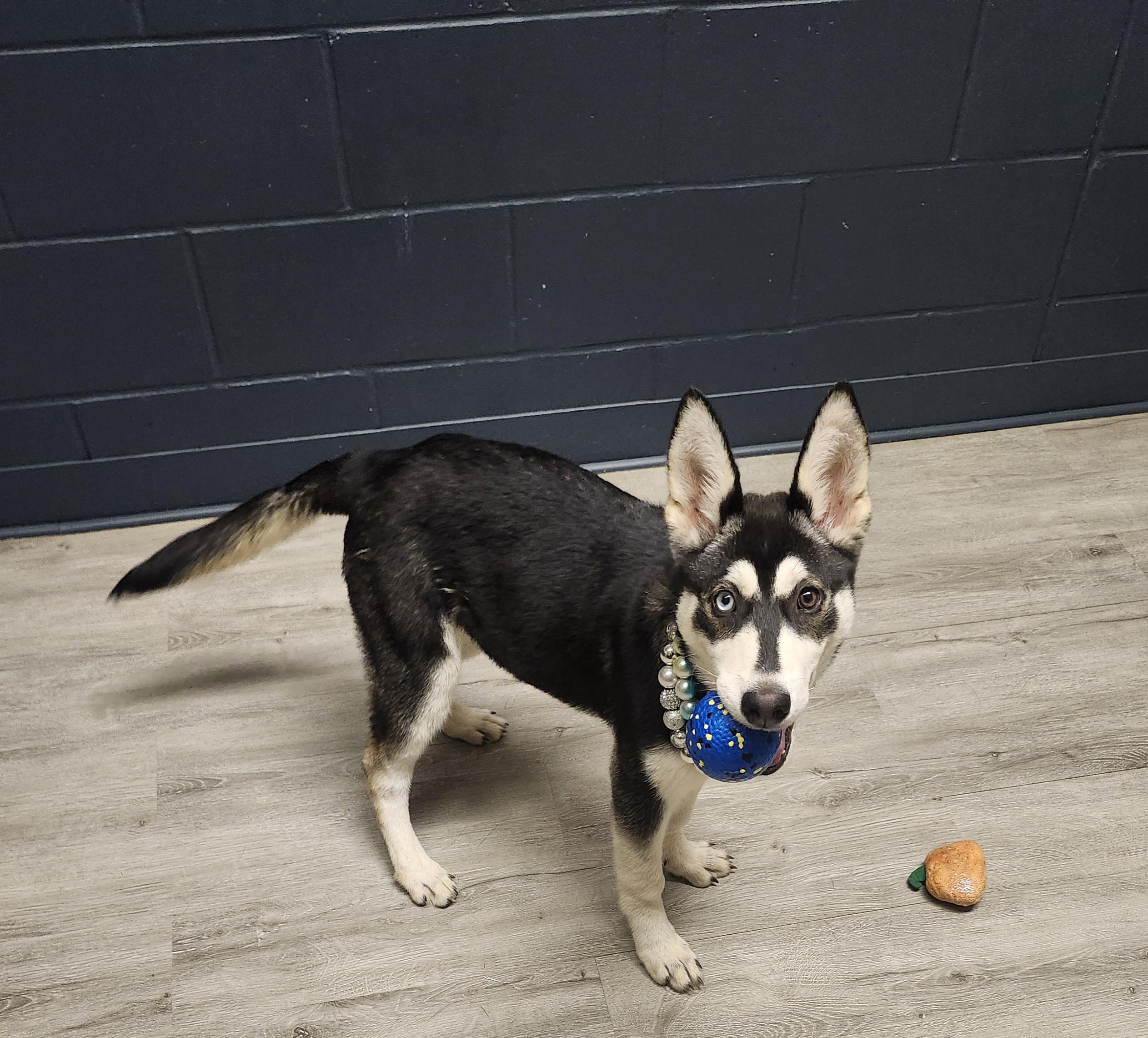 Enlarge Bambi, an adopted mixed breed in Mansfield, OH image 4/4
