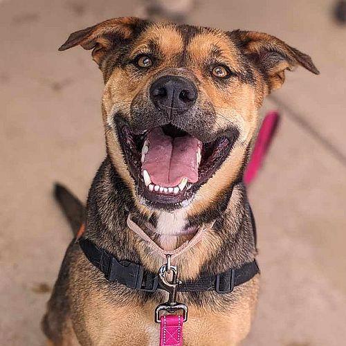 Benson, Adoptable, Young Male German Shepherd Dog & American Staffordshire Terrier.