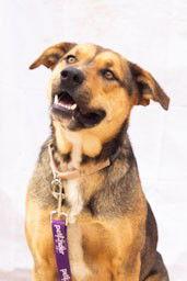 Enlarge Benson, a Adoptable mixed breed in Cottonwood, AZ image 2/3