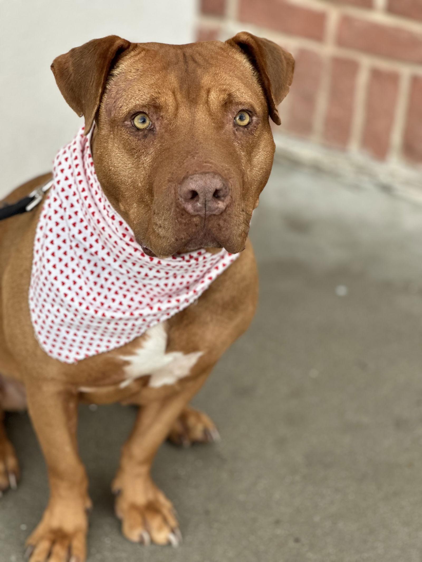 Nova, a Adoptable Pit Bull Terrier in Euless, TX image 2/6