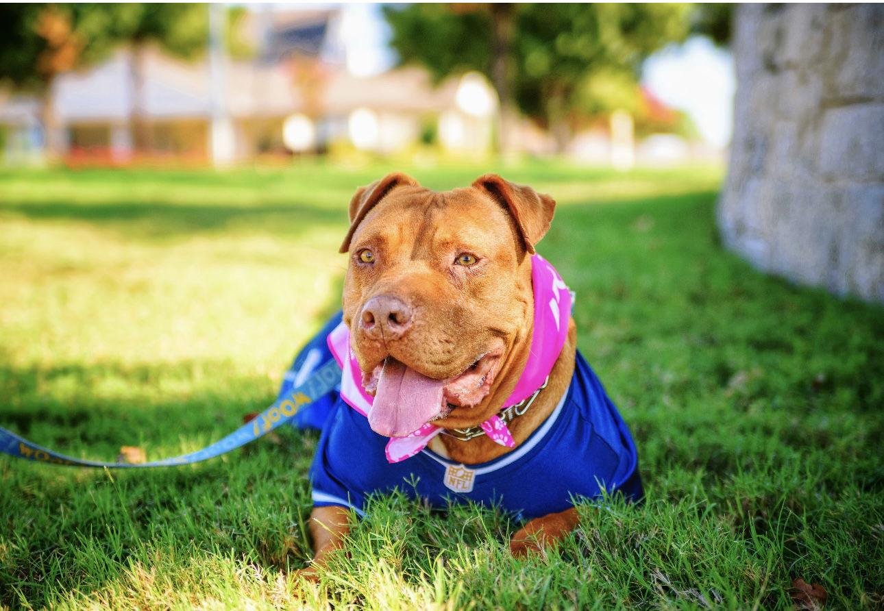 Nova, Adoptable, Adult Female Pit Bull Terrier.