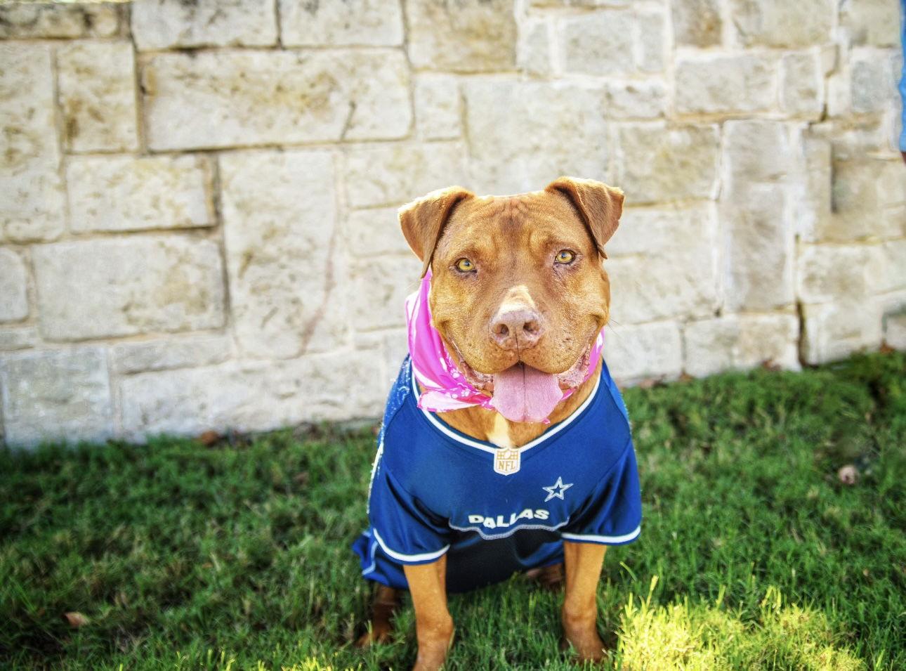 Enlarge Nova, a Adoptable Pit Bull Terrier in Euless, TX image 3/6