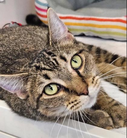 Enlarge Joy, a Adoptable mixed breed in Kansas City, MO image 2/3
