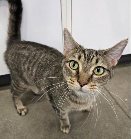 Enlarge Joy, a Adoptable mixed breed in Kansas City, MO image 3/3