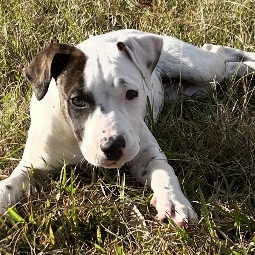 Freckles 2, a Adoptable mixed breed in Albany, NY image 4/4