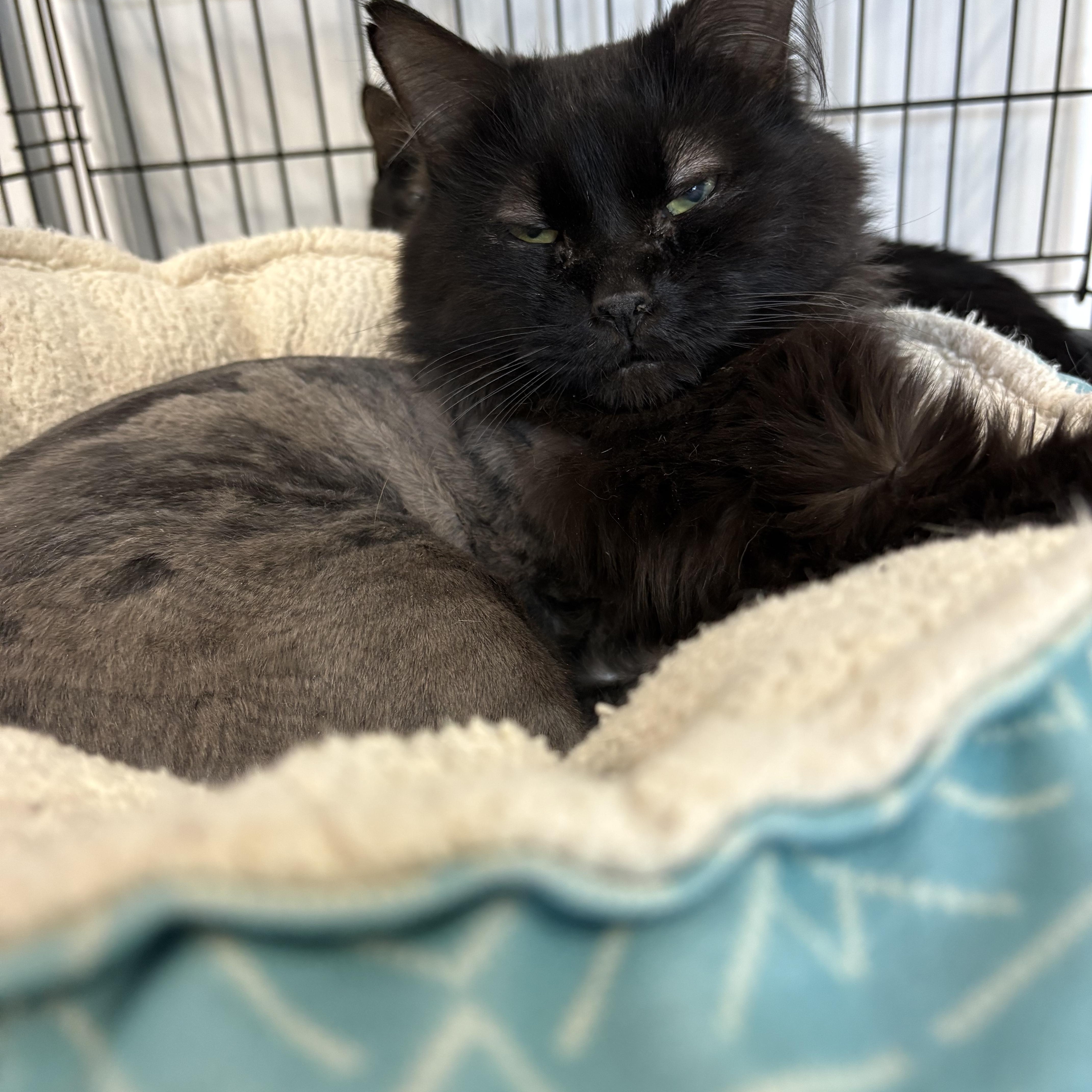 Enlarge Finale, a Adoptable Domestic Long Hair in Big Rapids, MI image 2/4