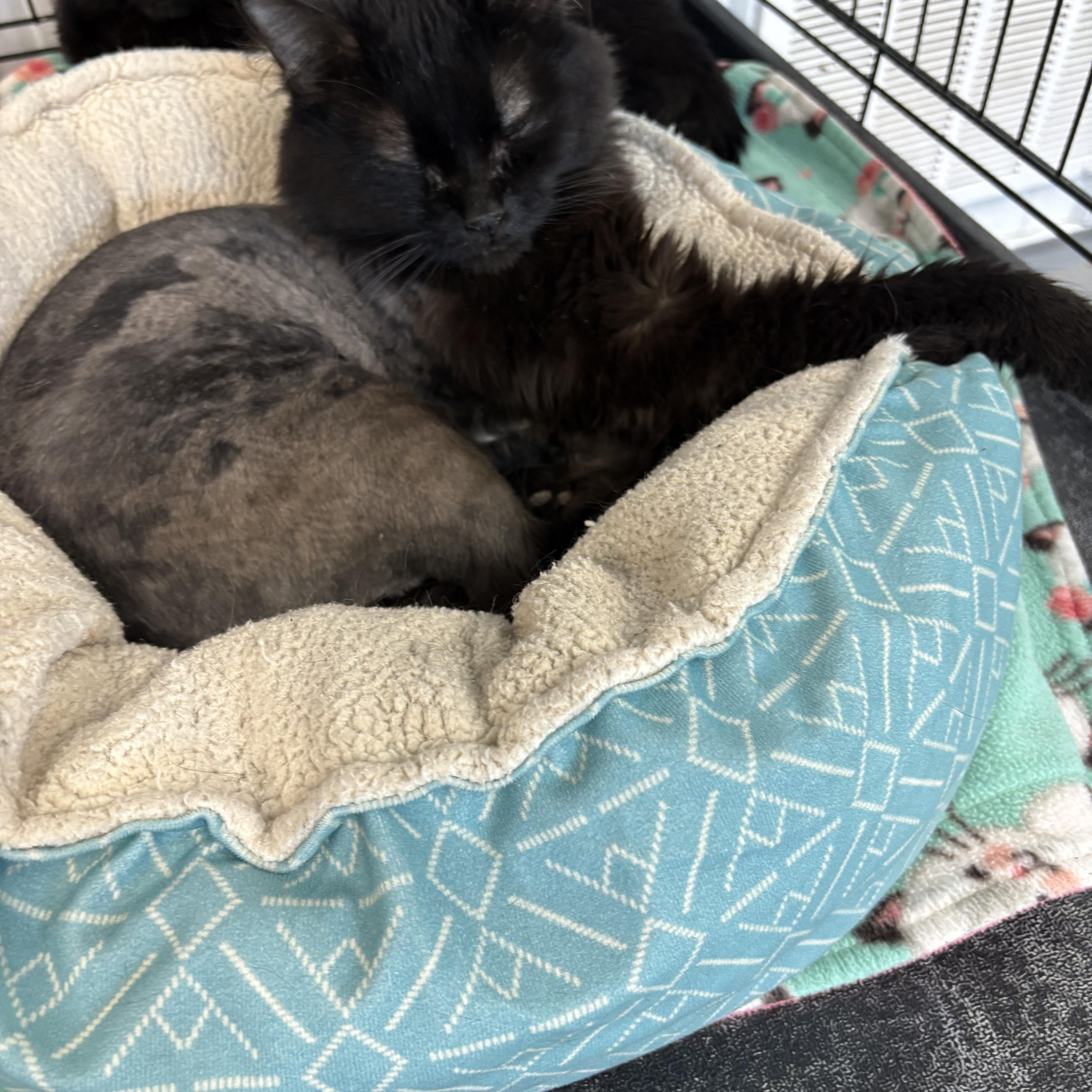 Enlarge Finale, a Adoptable Domestic Long Hair in Big Rapids, MI image 3/4