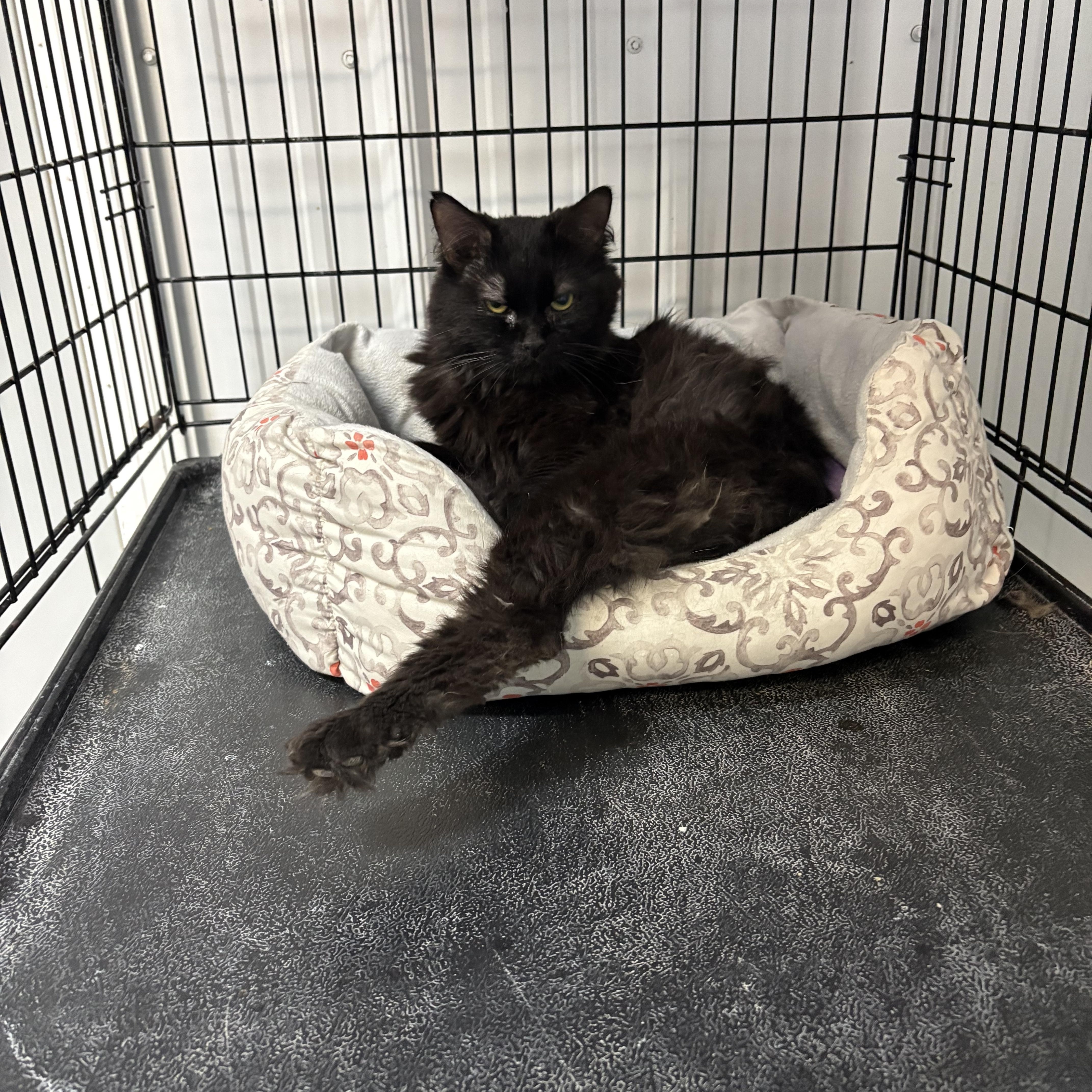 Enlarge Finale, a Adoptable Domestic Long Hair in Big Rapids, MI image 4/4