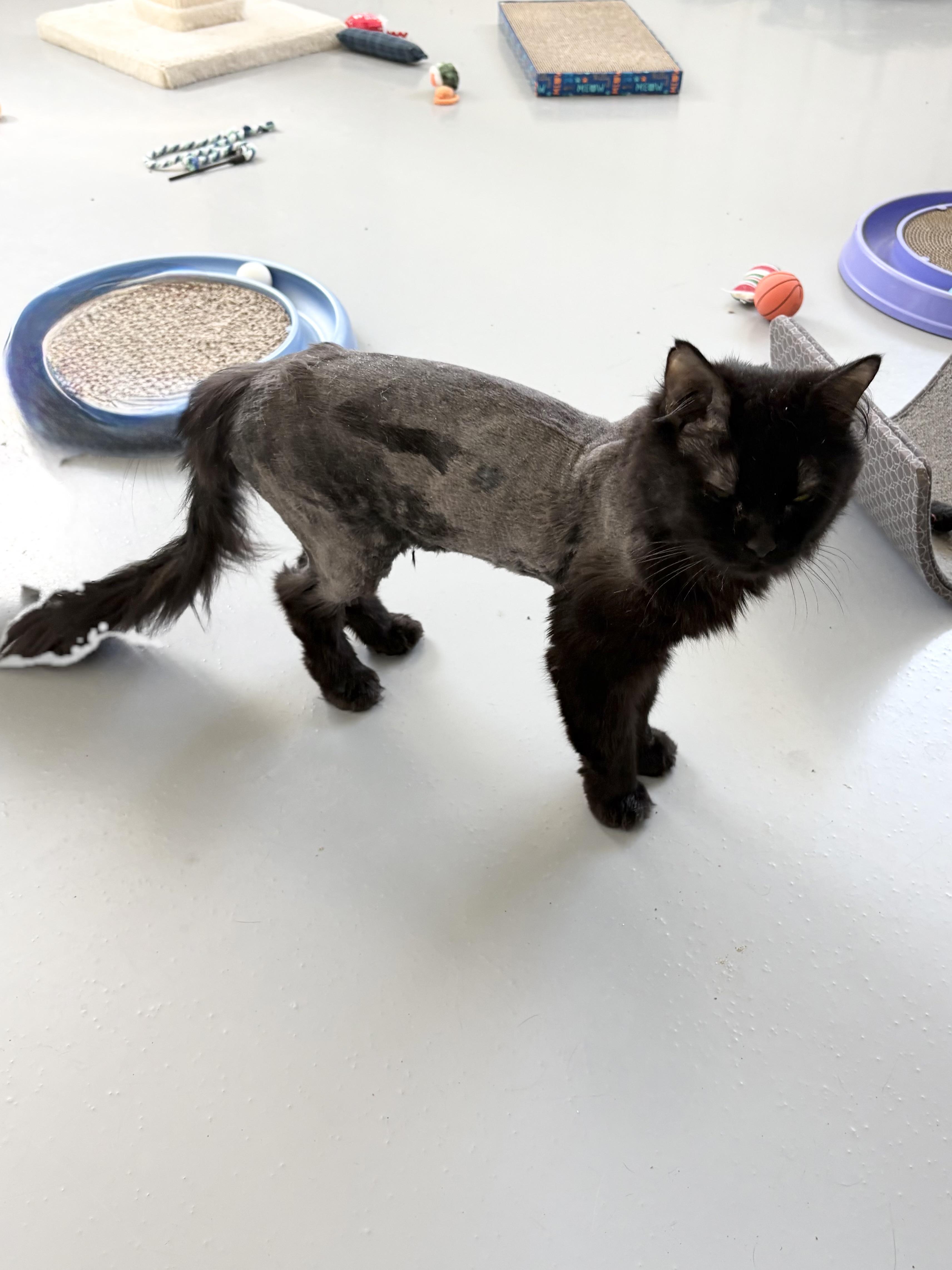 Finale, Adoptable, Adult Male Domestic Long Hair.