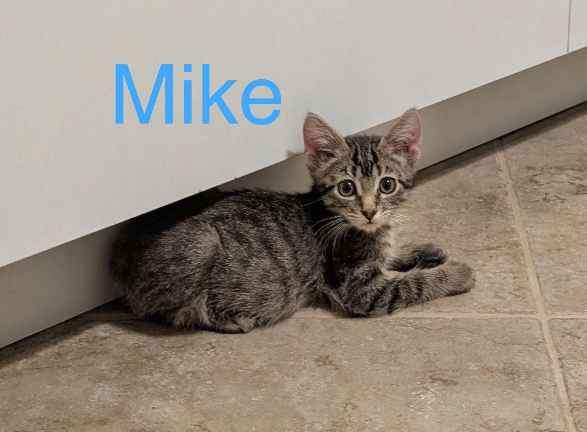 Enlarge Mike, a ADOPTABLE Domestic Short Hair in Tucson, AZ image 1/1