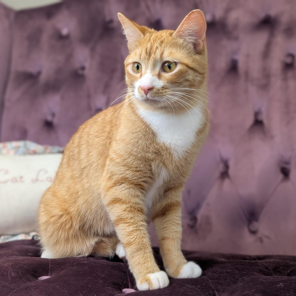 Angelo, Adoptable, Young Male Domestic Short Hair.