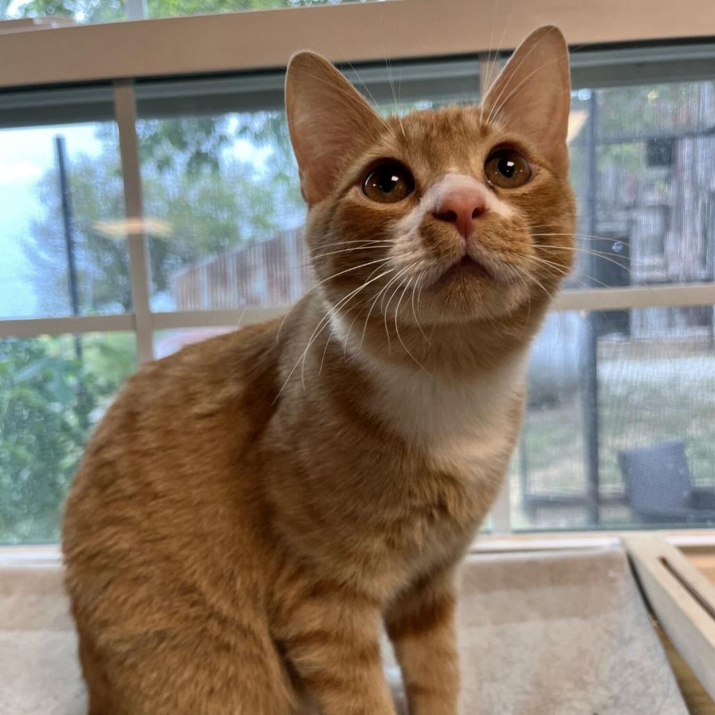 Angelo, a Adoptable Domestic Short Hair in Nowata, OK image 2/6